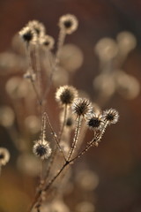Distelsamen im Gegenlicht im Herbst