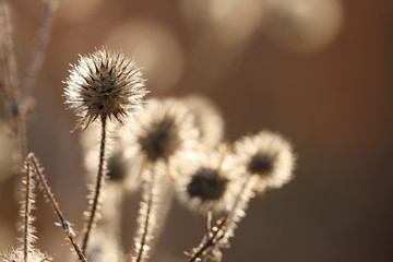 Distelsamen im Gegenlicht im Herbst
