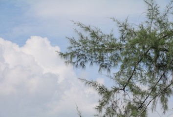 branch leaf pine on blue sky background