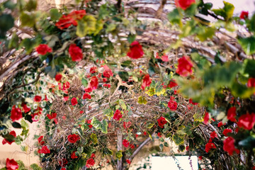 Beautiful red roses blooming in the metal tunnel for background or texture , Valentine's Day.