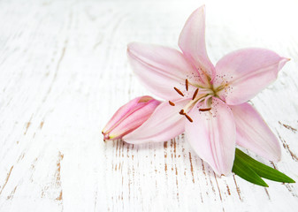 Obraz na płótnie Canvas Pink lily
