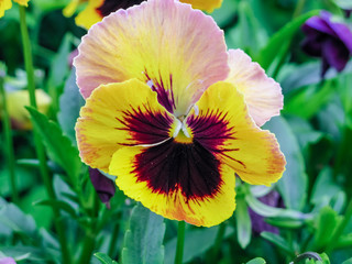 Viola tricolor red blue yellow Pansies on green flowerbed macro closeup