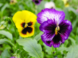 Viola tricolor red blue yellow Pansies on green flowerbed macro closeup