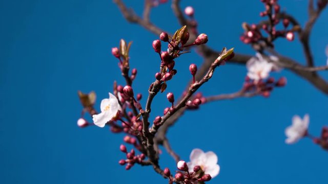 spring sakura pink flower blossoming branch