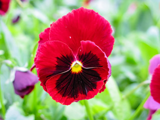 Viola tricolor red blue yellow Pansies on green flowerbed macro closeup