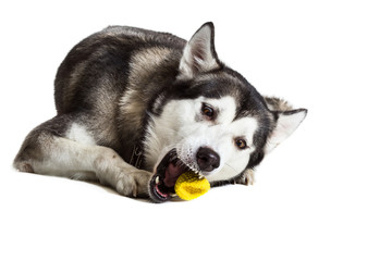 Alaskan Malamute sitting in front of white background
