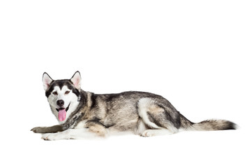 Alaskan Malamute sitting in front of white background