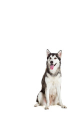 Alaskan Malamute sitting in front of white background