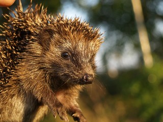 Hedgehog