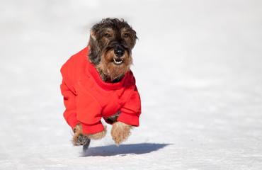 Bassotto corre sulla neve