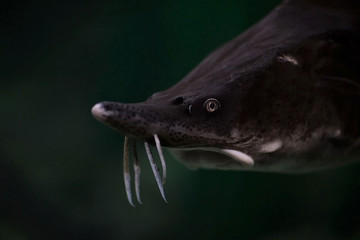 рыба с усами