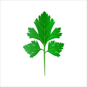 Green vector parsley. Leaves icon