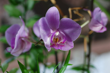 orchids with green leavs