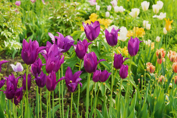 Purple tulips in the garden. Colorful flower bed with purple tulips.