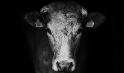 Fotobehang Triest boerderij koe close-up portret op zwarte achtergrond. © Martin