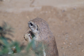 Cute wild ground squirrel eating and standing with sand in the background