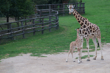 Baby giraffe with mother standing. Newborn Giraffe in nature. Zoo in prague.