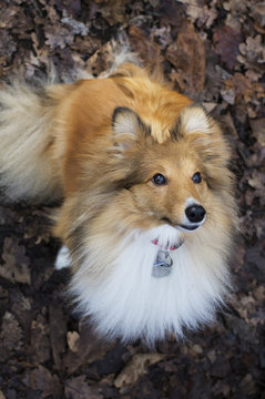 Dog sheltie sitting in leaves.