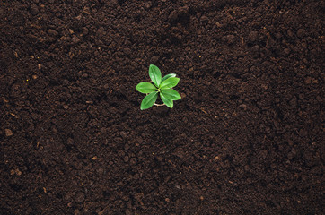 Fertile soil texture background seen from above, top view. Gardening or planting concept with copy space. Natural pattern