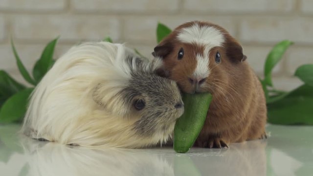 One guinea pig robs another cucumber struggle for survival slow motion stock footage video