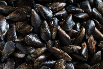 Fresh Mussels ready to cook