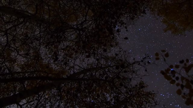 MoCo Astro Timelapse of Stars over Fall Foliage in Eastern Sierra -Vertical-