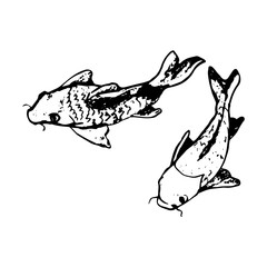 Obraz premium Carp abstraction on white background