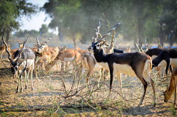 Rare Black Buck Antelope Grazing in the field 