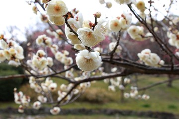 満開の梅