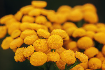 Flowers of tansy close up on a green background. Other names tansy - bitter buttons cow, bitter or...