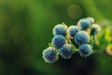 The spines of thistles. Burdock. Arctium lappa