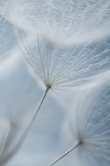 Dandelion seeds super macro. spring backgroud