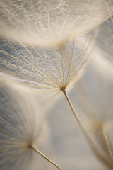 Dandelion seeds super macro. spring backgroud
