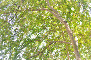 leaf, tree and sky background (blur background)