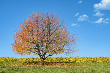 Fototapeta na wymiar Colorful autumn tree on green grass
