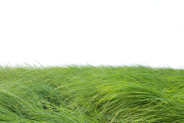 Grass isolated on white background.