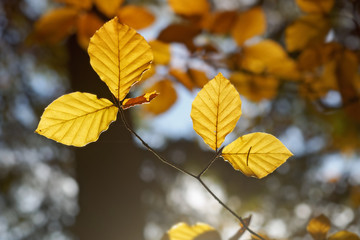 Fototapeta na wymiar Golden autumn leaves illuminated