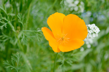 poppy in the nature