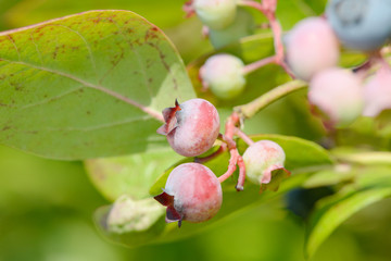 blueberries fruits hanging on blueberry plant