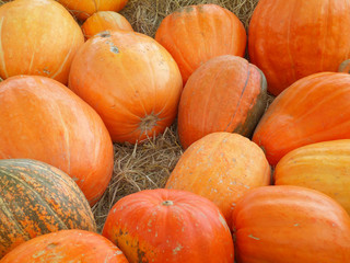 Heap of vibrant orange color pumpkins on the dried grass 