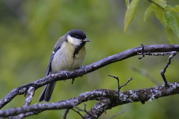 Great Tit (parus major), Greece