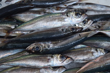 Sardinen, Ein Berg frischer Sardinen auf dem Fischmarkt