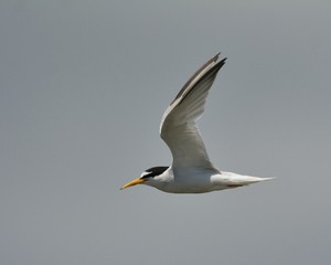 Little Tern - Sterna albifrons, Greece 