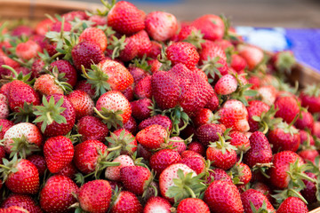 Strawberry berries fresh from the tree.