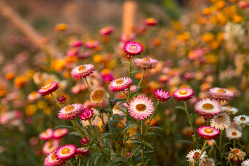 Beautiful flowers background