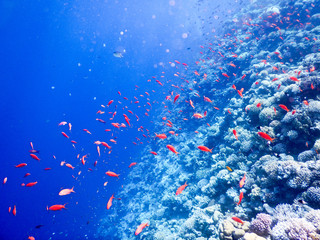 Fototapeta na wymiar Sharm el Sheik Reef / Wonderful views of the reef dh Sharm el Sheik, including fish and beautiful corals, fleeing the monotony of work and the city