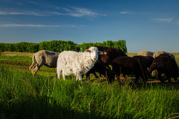 Fototapeta premium White and black sheep eating grass. Domestic animals on sheepfold.