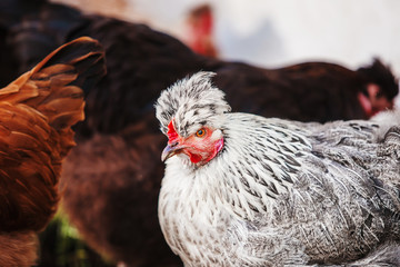 Chicken head with tuft. Silver-gray tint by Legbar breed