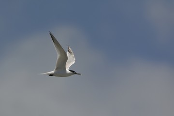 Sandwich tern (Thalasseus sandvicensis), Greece