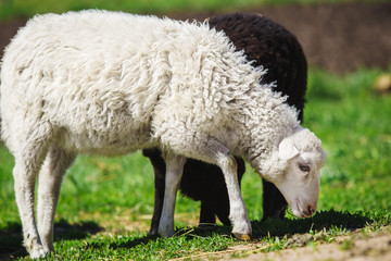 White and black sheep eating grass. Domestic animals on sheepfold.